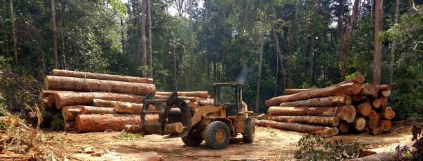 Seasonal Cleanup (Spring/Fall) in Covelo, CA